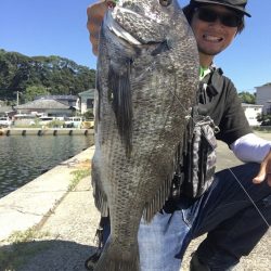 イワシの群れとチヌ